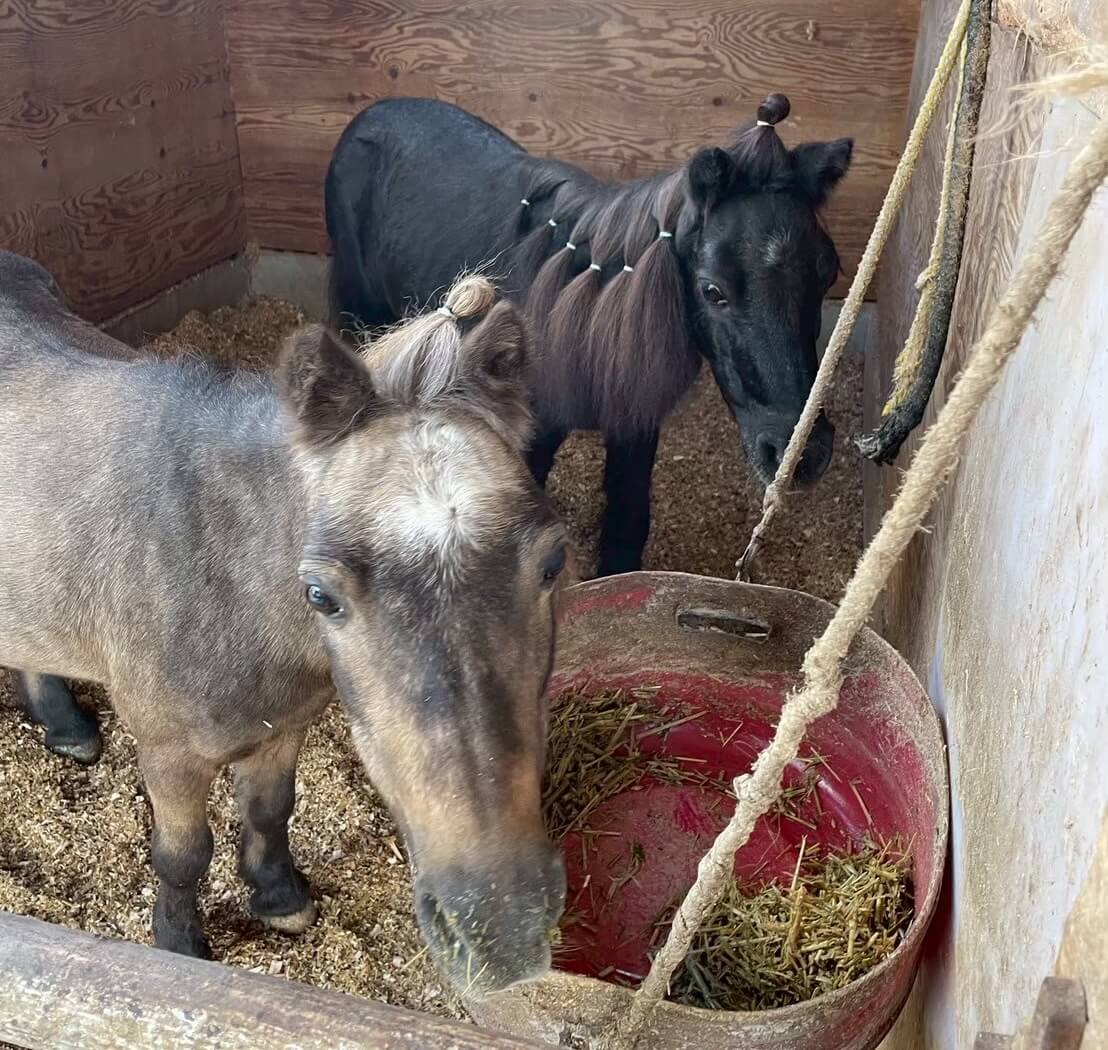 飼育・リハビリ