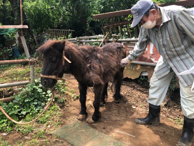 ボーイ（黒・オス）