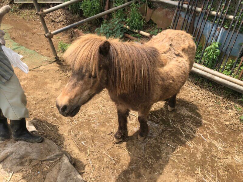 ナイザー（ベージュ・オス）